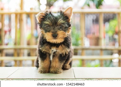 Little Cute Yorkshire terrier puppy stand on the table in tree background. Yorkie teacup sit on the table,adorable dog, funny dog portrait in the garden