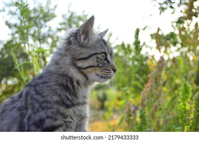 Little Cutie Cat In The Garden