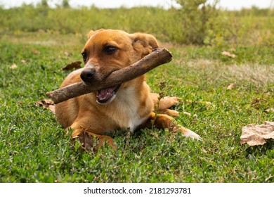 Little Cutie Dog On A Walk