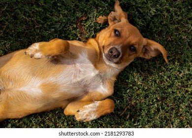 Little Cutie Dog On A Walk