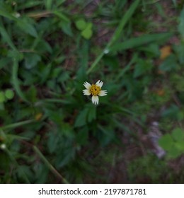 Little Cutie Flower Grow Up At My Place!