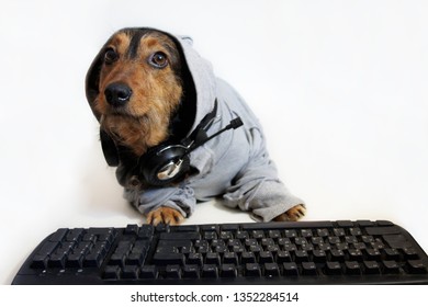 Little Dachshund Dog Is Seriously Looking From Under The Hood Sitting Near A Computer Keyboard. 