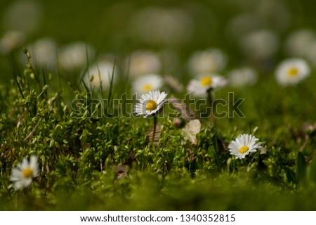 Similar – little flower Environment