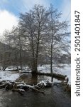 Little Dam built by beavers, damming a small body of water with wood and  snow