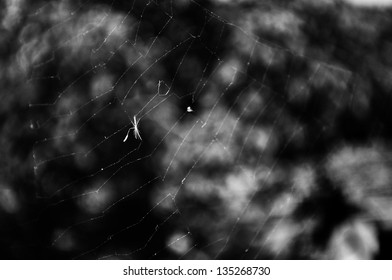 Little dandelion on cobweb
