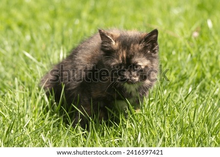 Little dark-coloured kitten on the grass