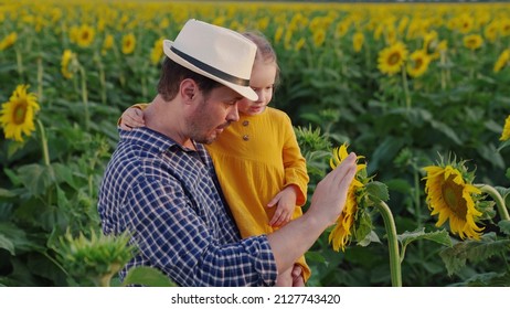 Little Daughter In Arms Of Farmer Father Looks At Sunflower In Field, Dad Teaches Child. Loving Family Travels Through Blooming Sunflower Plantation. Kid Girl, Dad Play Together In Field Of Sunflowers