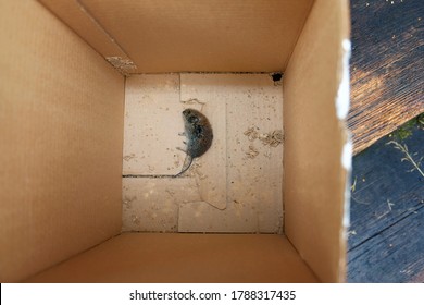 A Little Dead Mouse Trapped In A Cardboard Box, Overhead Shot