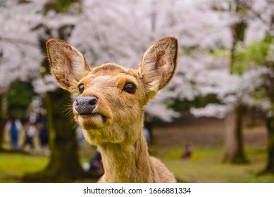 鹿 可愛い の写真素材 画像 写真 Shutterstock