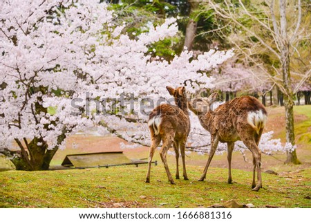 Little deer in the cherry garden in Japan Sakura.