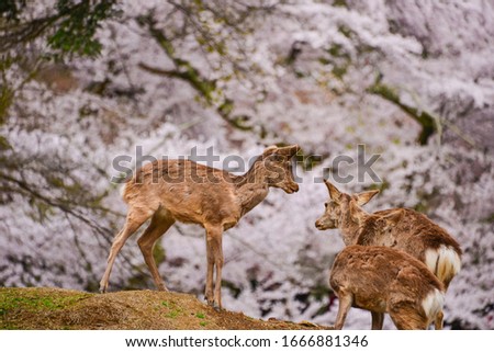 Little deer in the cherry garden in Japan Sakura. 商業照片 © 