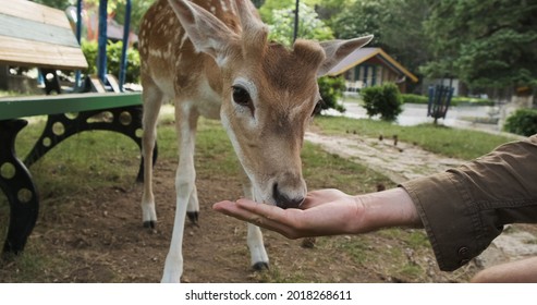 Little Deer Eating Food From Male Unrecognizable Hand At Family Petting Zoo, Close-up. Baby Fawn Comes Up To Palm With Corn In Park. Holidays In National Park Next To Wild Animals