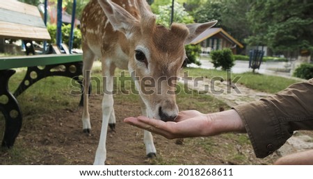 Little deer eating food from male unrecognizable hand at family petting zoo, close-up. Baby fawn comes up to palm with corn in park. Holidays in national park next to wild animals