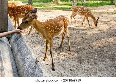 A Little Deer Eats Food From A Female Unrecognizable Hand In A Family Petting Zoo, Close-up. Rest In A National Park Next To Wild Animals