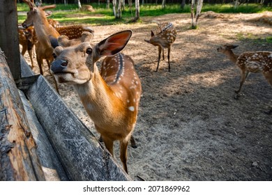 A Little Deer Eats Food From A Female Unrecognizable Hand In A Family Petting Zoo, Close-up. Rest In A National Park Next To Wild Animals