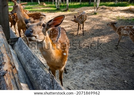 A little deer eats food from a female unrecognizable hand in a family petting zoo, close-up. Rest in a national park next to wild animals