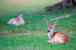 Little Deer Fawn With White Spots Lying On Grass