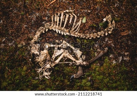 Little deer skeleton decomposing in the forest