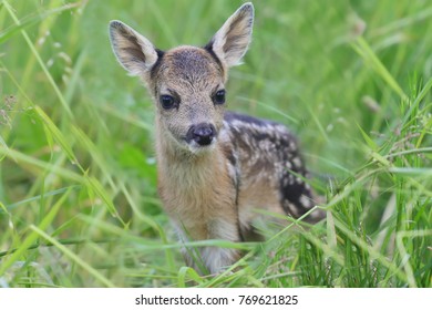 29,611 Baby deer Stock Photos, Images & Photography | Shutterstock