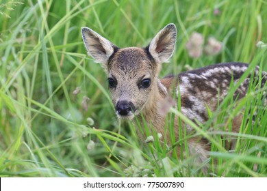 28,458 Small deer Images, Stock Photos & Vectors | Shutterstock