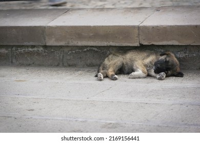 the little dirty stray puppy is lonely sleeping near a stair of a building