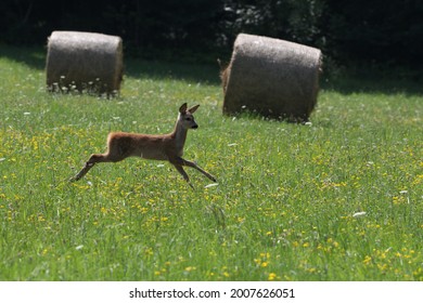 Little Doe Running Through The Field