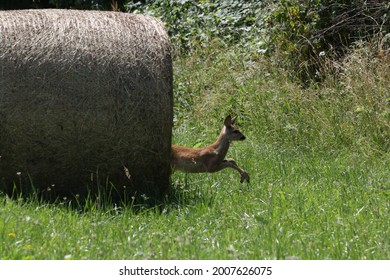 Little Doe Running Through The Field