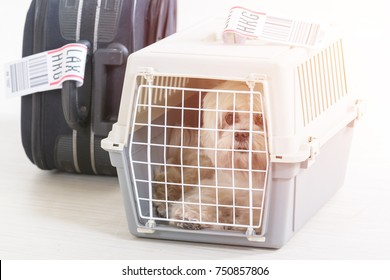 little dog in the airline cargo pet carrier waiting at the airport after a long journey