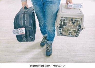 little dog in the airline cargo pet carrier, at the airport after a long journey