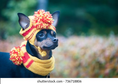 dog in rain boots