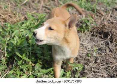 Little Dog Barking In The Outdoor