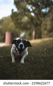 Little Dog Barking And Running