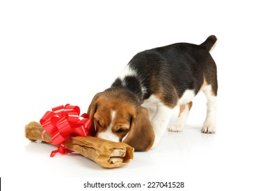 Little Dog With Big Bone Present Isolated On White Background