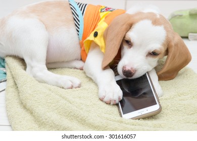 Little Dog Bitten Smartphone