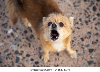 Little Dog Breed Pomeranian Mixed Breed Shih Tzu Are Staring Page And Dogs Barking .