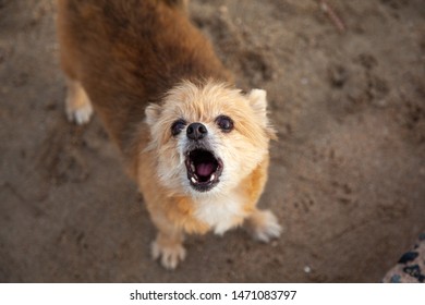 Little Dog Breed Pomeranian Mixed Breed Shih Tzu Are Staring Page And Dogs Barking .