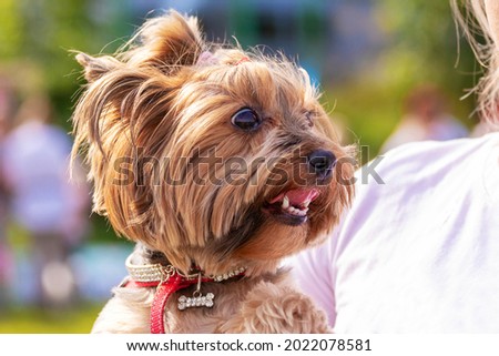 Little dog breed Yorkshire Terrier in a woman's arms in the park in sunny weather
