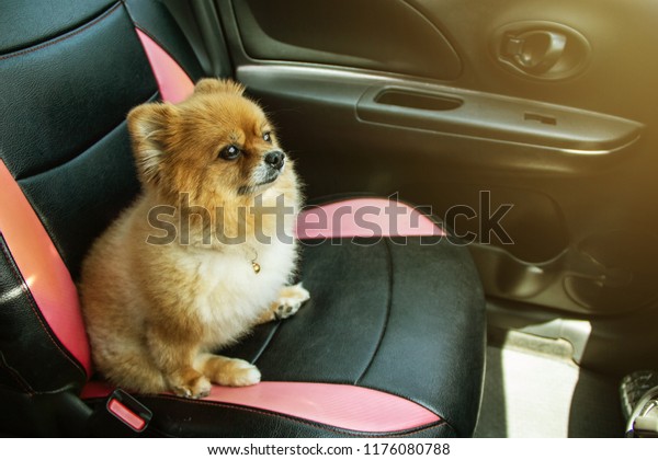 little\
dog brown pomeranian canny and furry sit on the front car seat\
neatly. ready for travel go with family\
member.