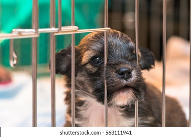 Little Dog In The Cage