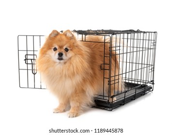 Little Dog And Cage In Front Of White Background