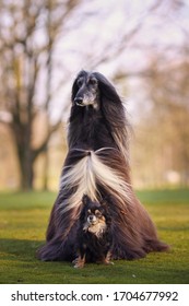 Little Dog Chihuahua With Big Dog Afghan Hound Between Legs