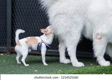 Little Dog, Chihuahua, Smelling Bigger Dog Butt