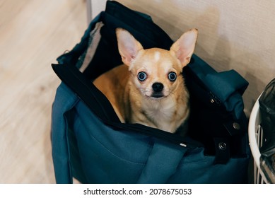 Little Dog Chihuahua In A Travel Bag Looking At The Camera. Cute Pet.