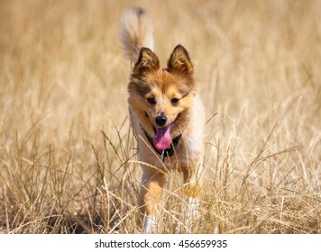 Little Dog In Corn Field