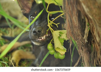 A Little Dog Eating Grapes