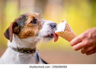 Little dog eating ice cream in a waffle horn outdoors