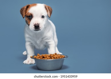 Little Dog Eating Puppy Eats Dog Food From A Bowl.  Studio Shot