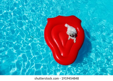 Little Dog Floating On A Air Mattress In A Pool