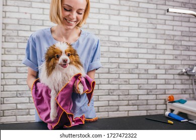 little dog at grooming procedures, pet get beauty procedures in salon. professional care of dogs. woman wipes the dog with towel