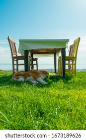 Little Dog Is Hiding From Sun Under Table